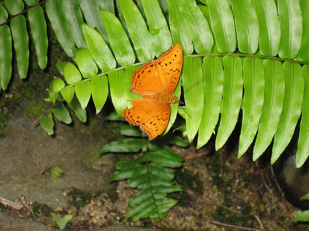 CairnsTC396 Butterflies Sanctuary.jpg